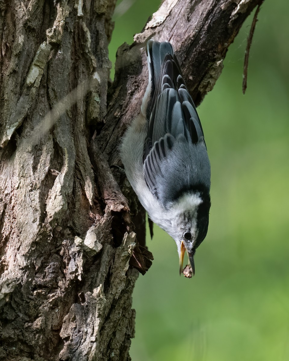 White-breasted Nuthatch - Scott Mullens