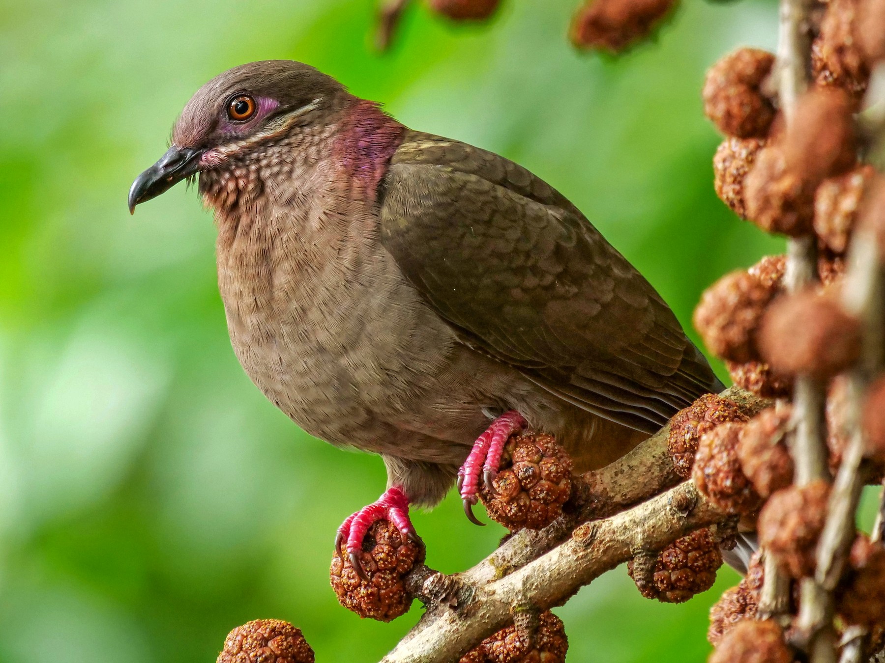 Amethyst Brown-Dove - George Inocencio