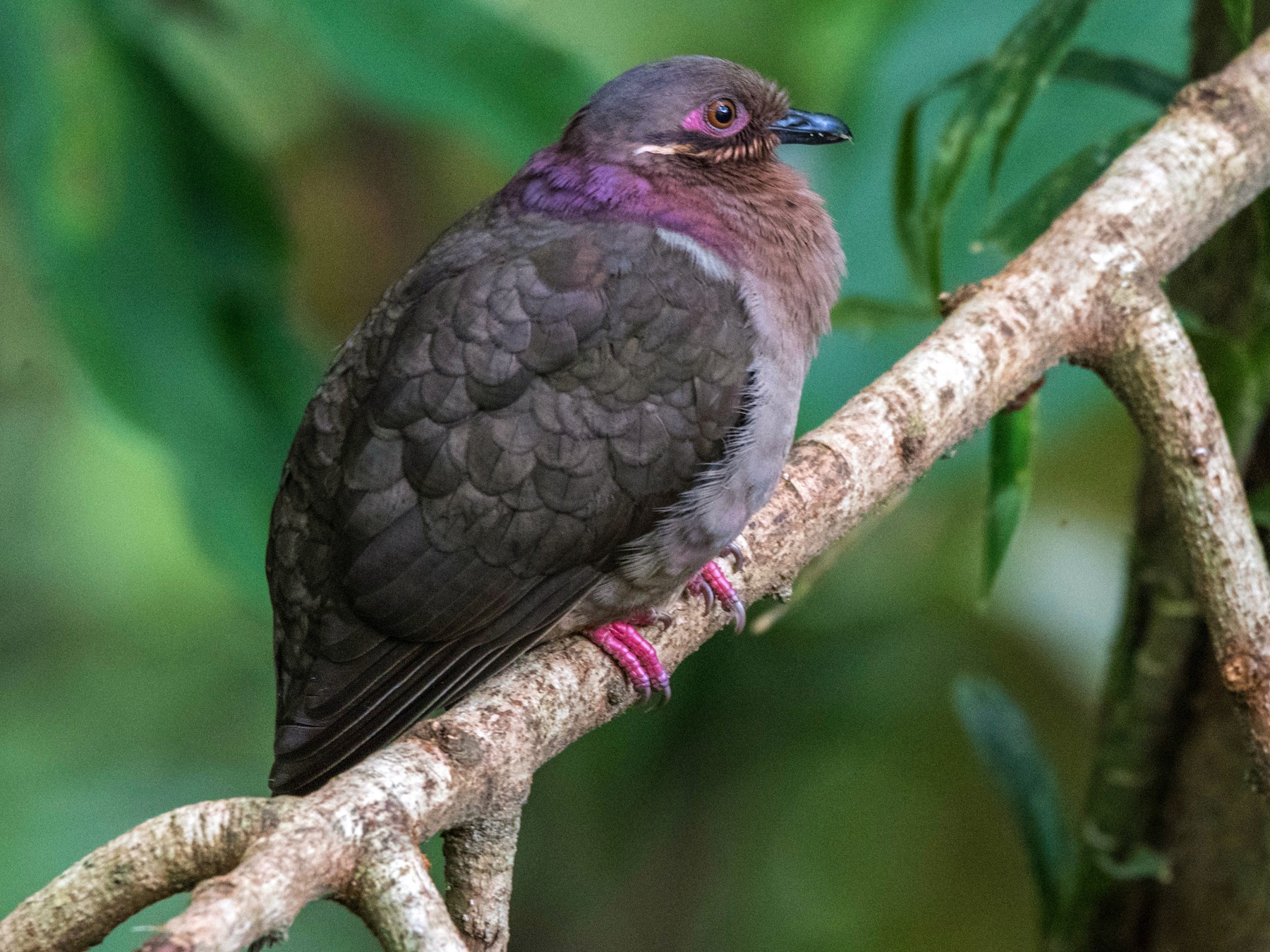 Amethyst Brown-Dove - Rodolfo Quinio