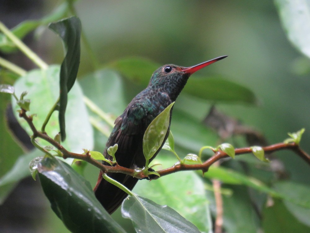 Rufous-tailed Hummingbird - ML33431921