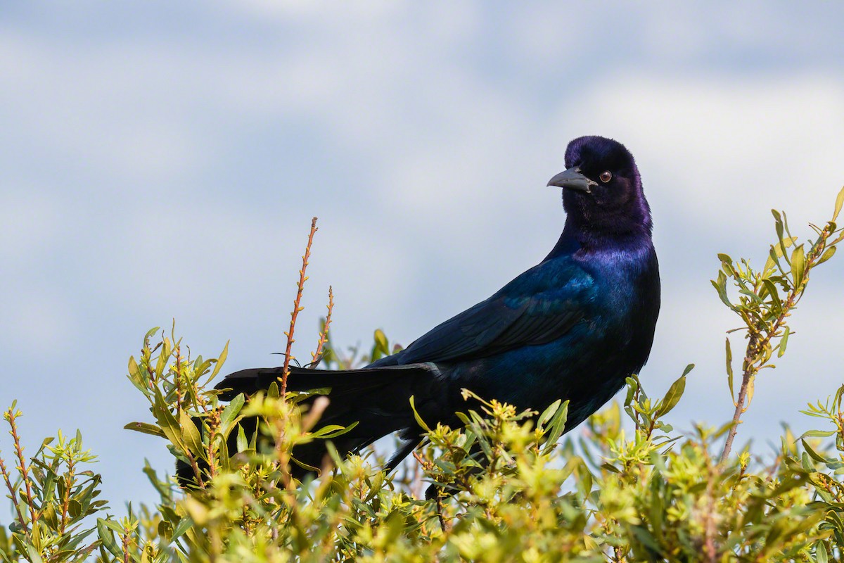 Boat-tailed Grackle - ML334330381