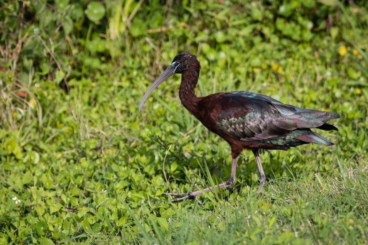 ibis hnědý - ML334330491
