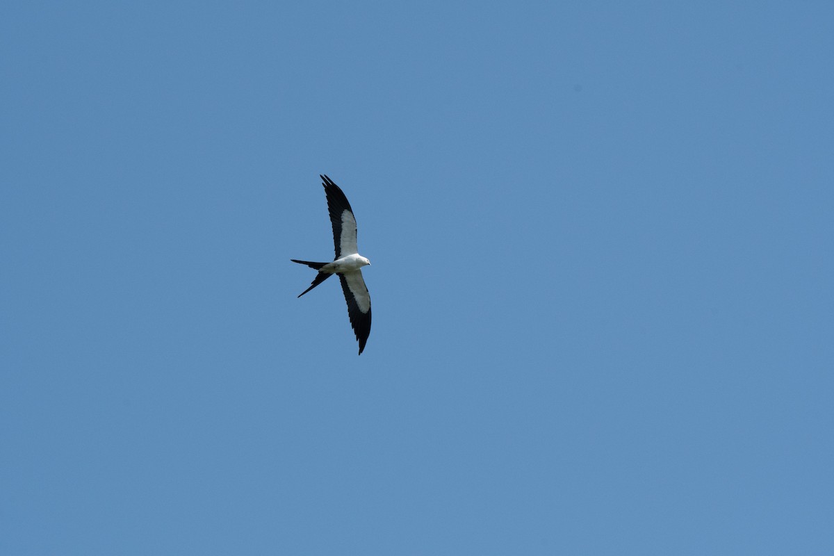 Swallow-tailed Kite - ML334330691