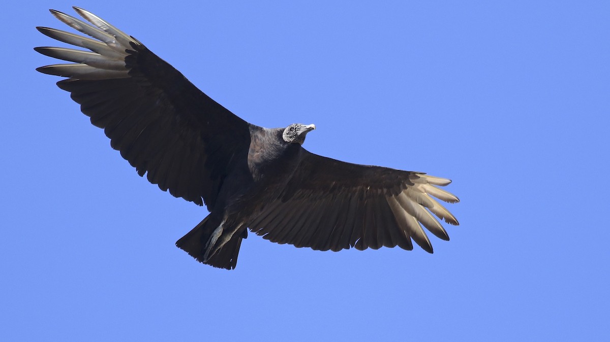 Black Vulture - ML33433101