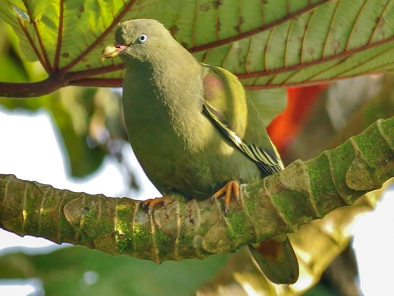 Sao Tome Green-Pigeon - Thibaud Aronson
