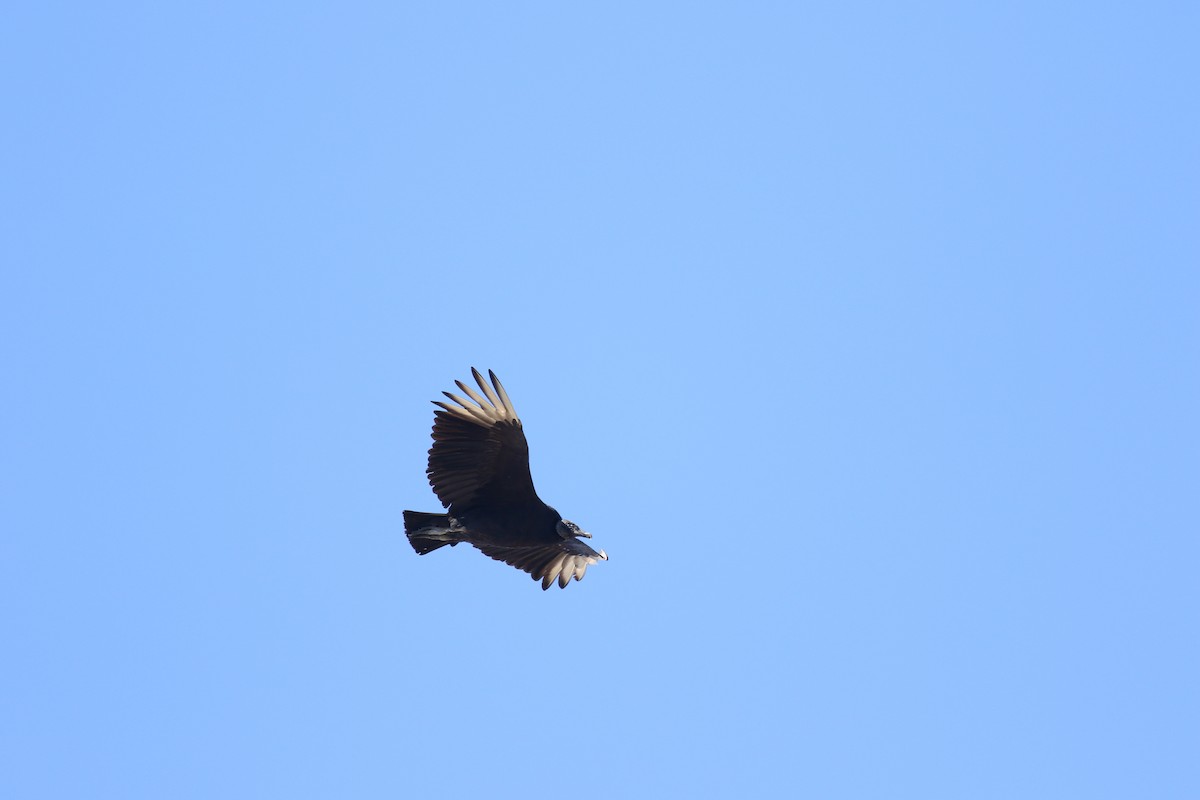 Black Vulture - ML33433151