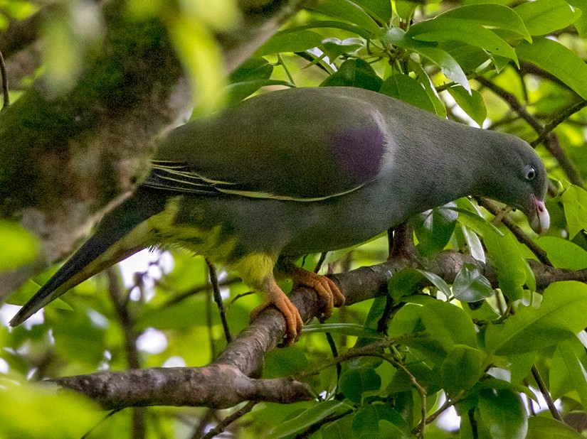 Sao Tome Green-Pigeon - Lars Petersson | My World of Bird Photography