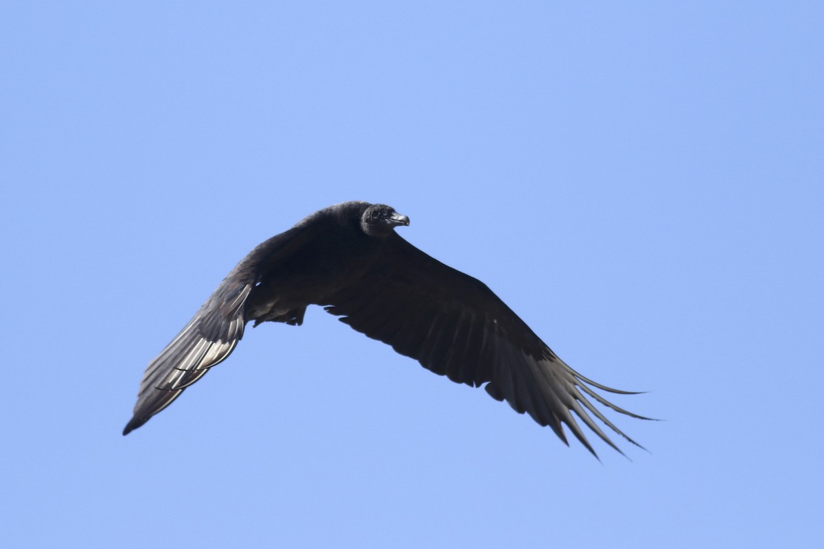 Black Vulture - Olivier Barden