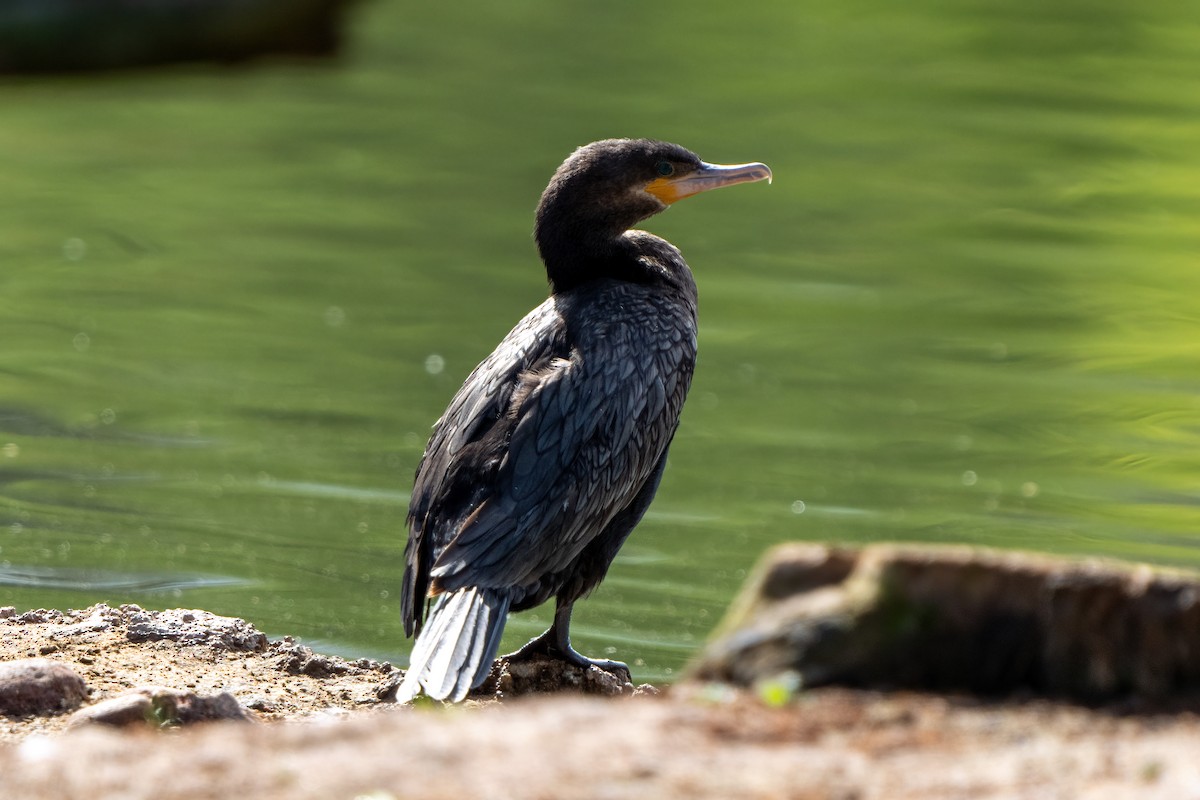 Neotropic Cormorant - Andrew Newmark