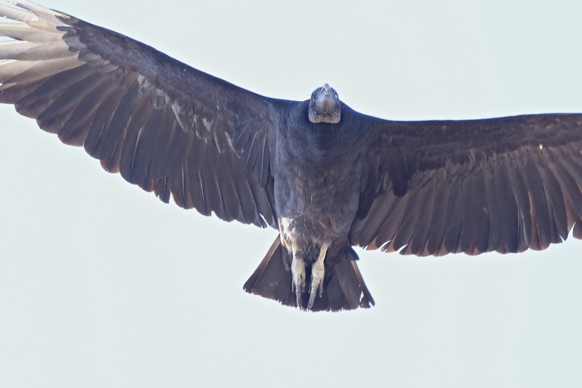 Black Vulture - ML33433221