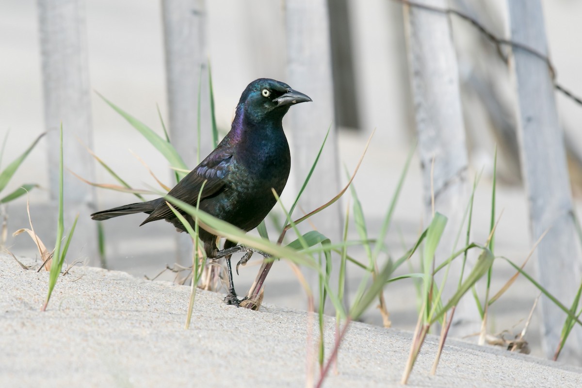 Boat-tailed Grackle - ML334333591