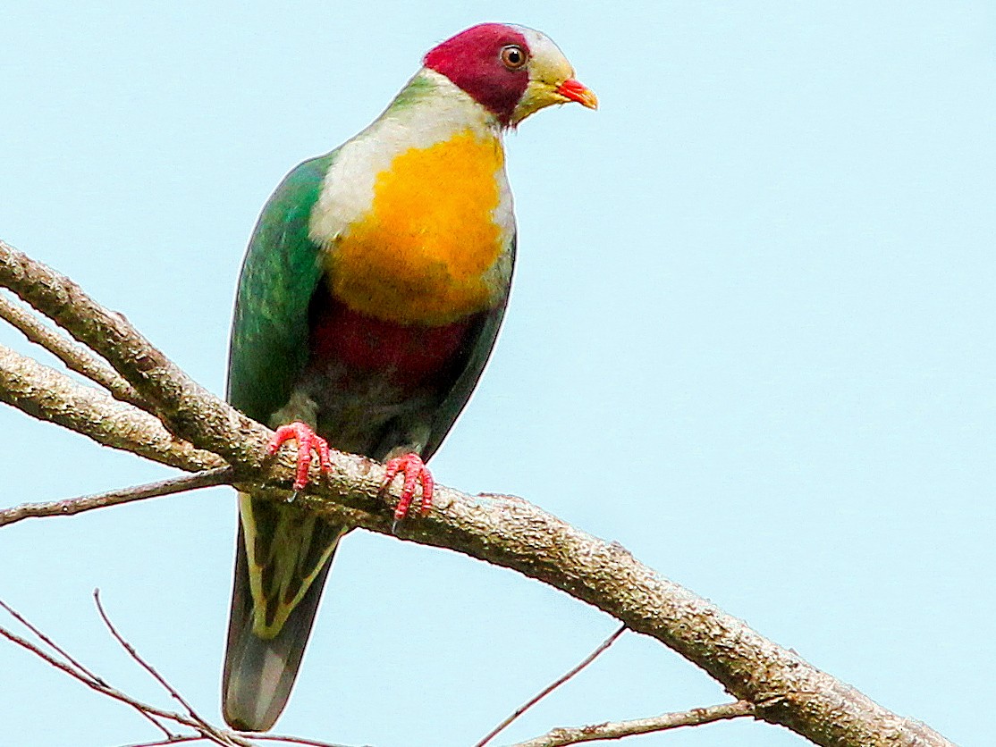 Yellowbreasted FruitDove eBird