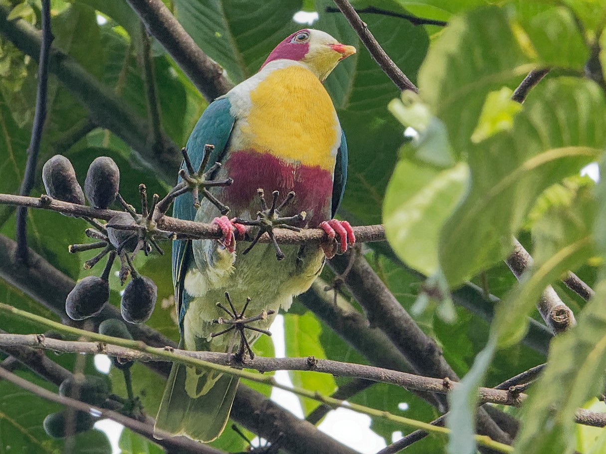 Yellowbreasted FruitDove eBird