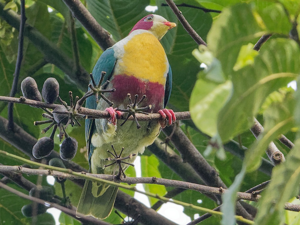 Yellow-breasted Fruit-Dove - Vincent Wang