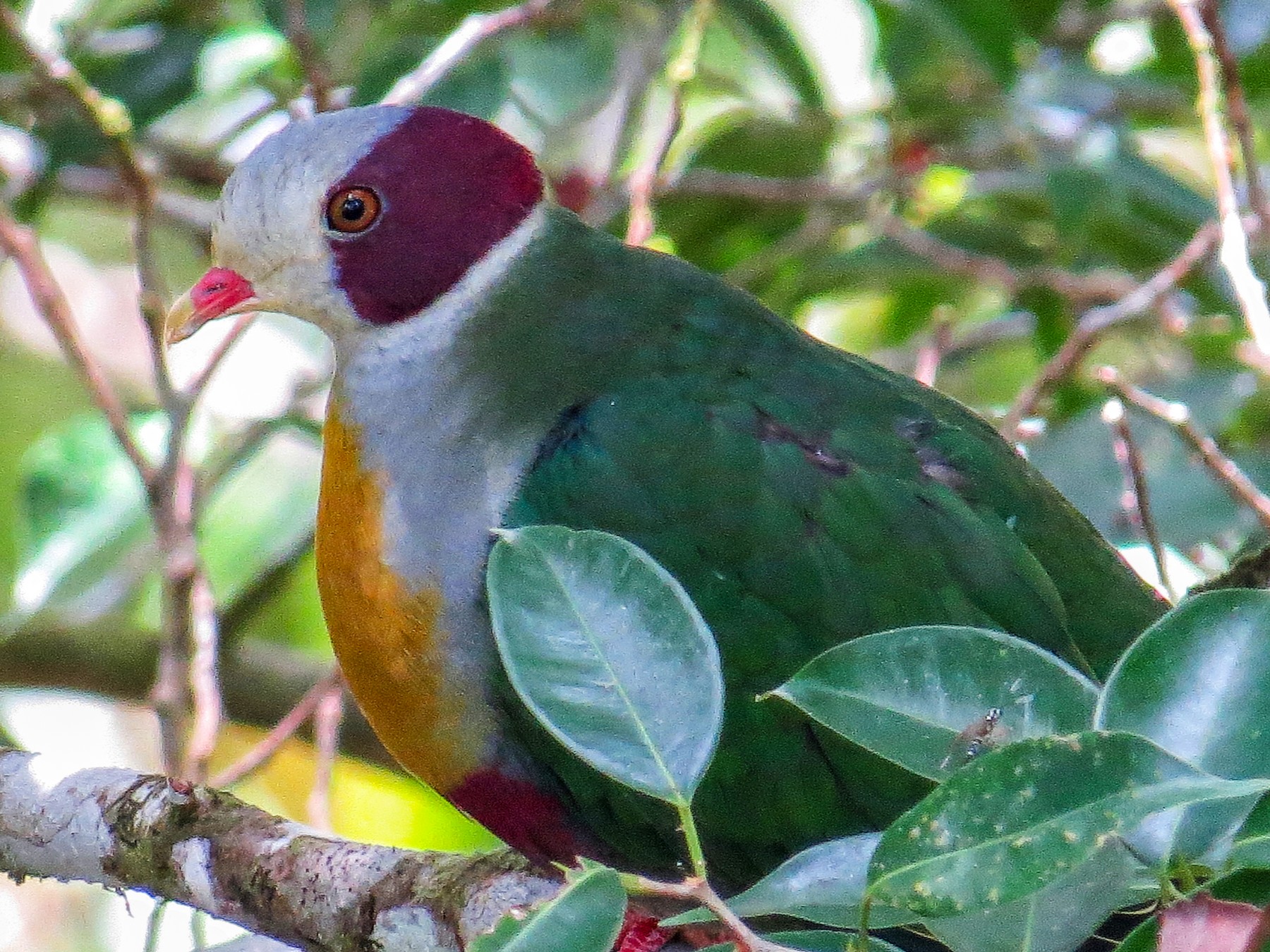 Yellowbreasted FruitDove eBird