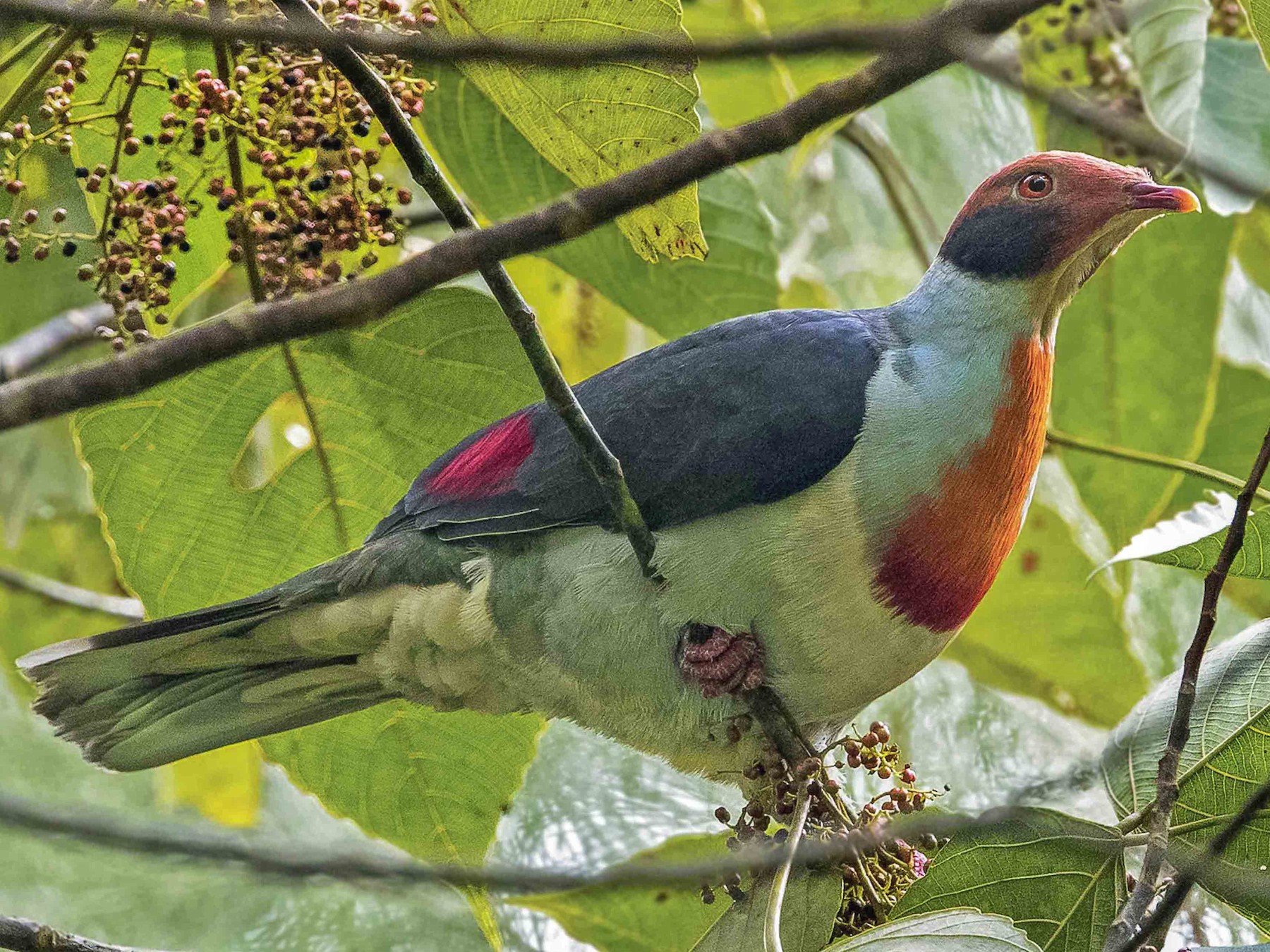Flame-breasted Fruit-Dove - Ramon Quisumbing