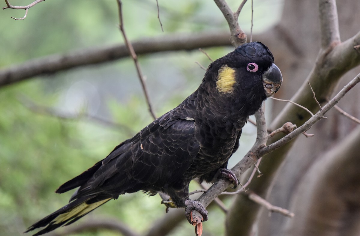 Yellow-tailed Black-Cockatoo - ML334338281