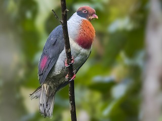  - Flame-breasted Fruit-Dove