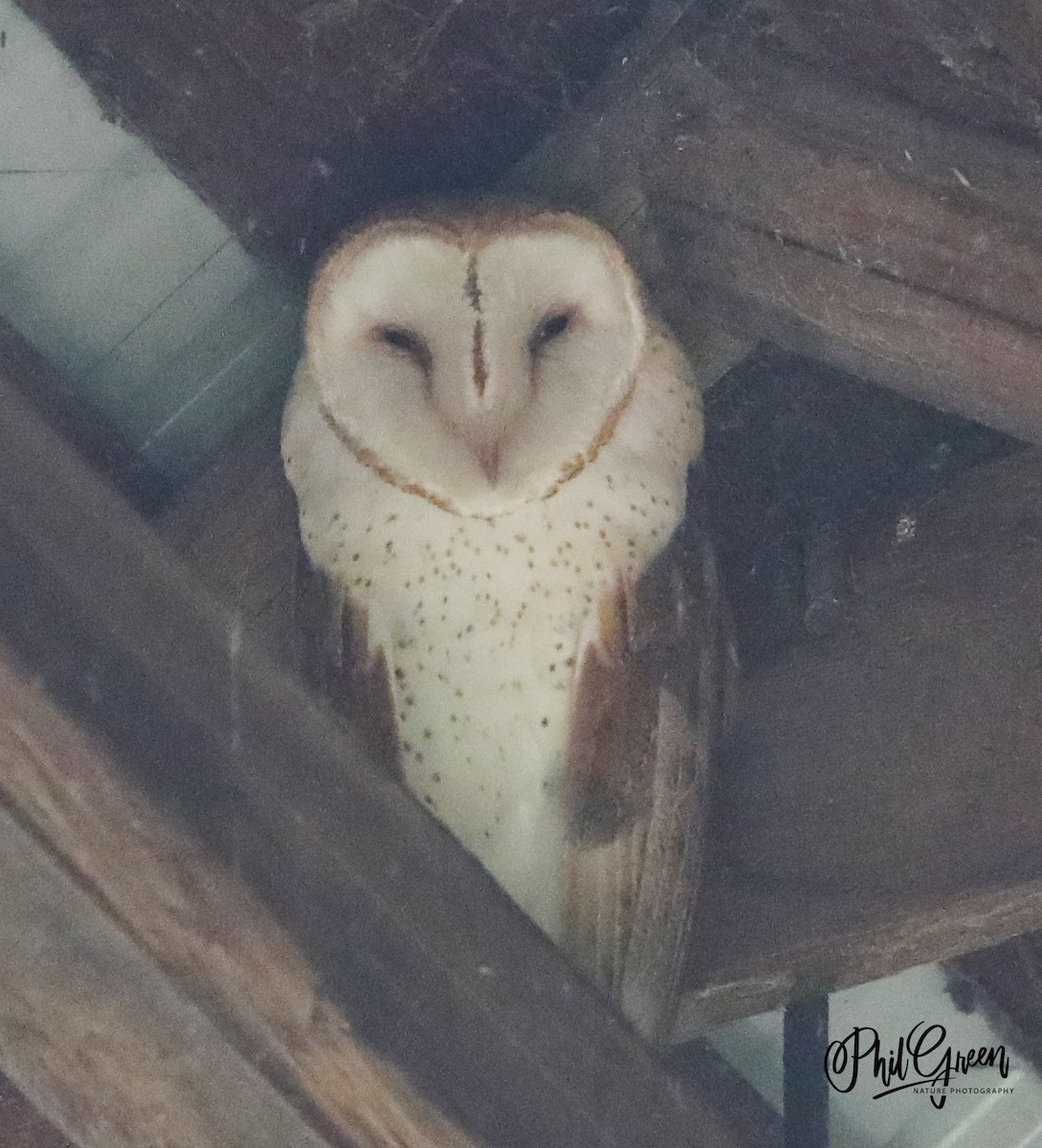 Barn Owl - Phil Green