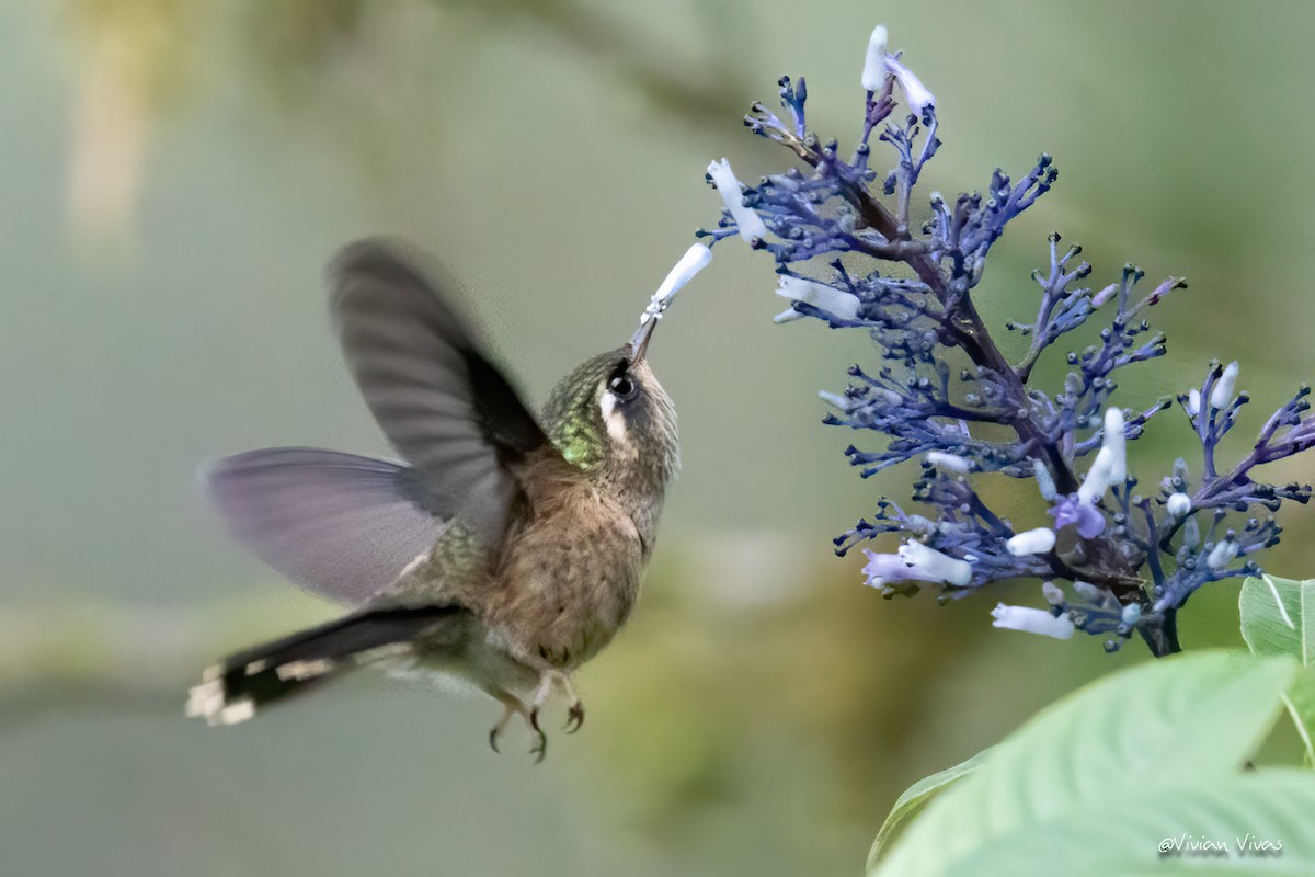 Speckled Hummingbird - Vivian Vivas