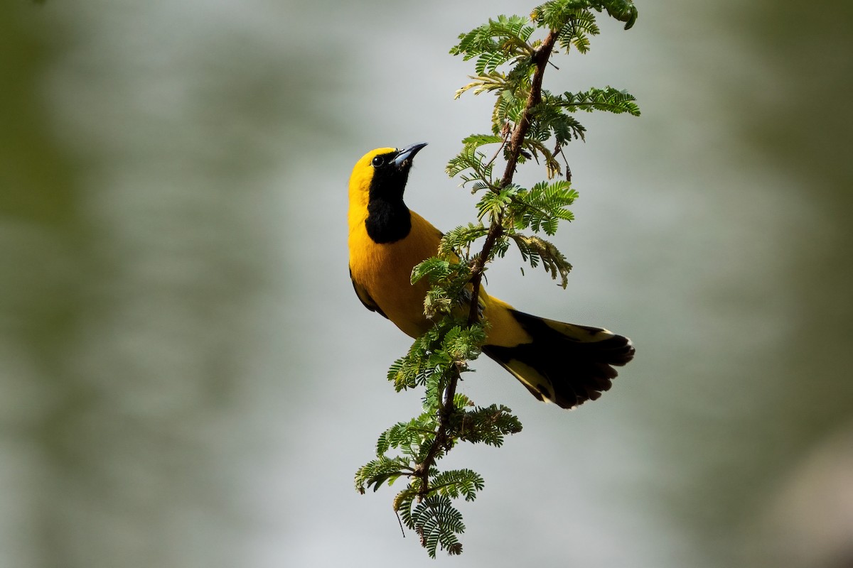 Hooded Oriole - Andrew Newmark