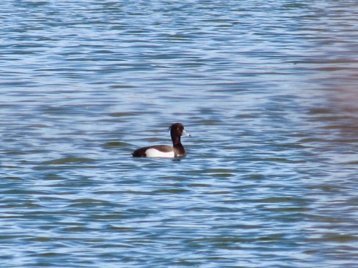 Tufted Duck - ML334341861