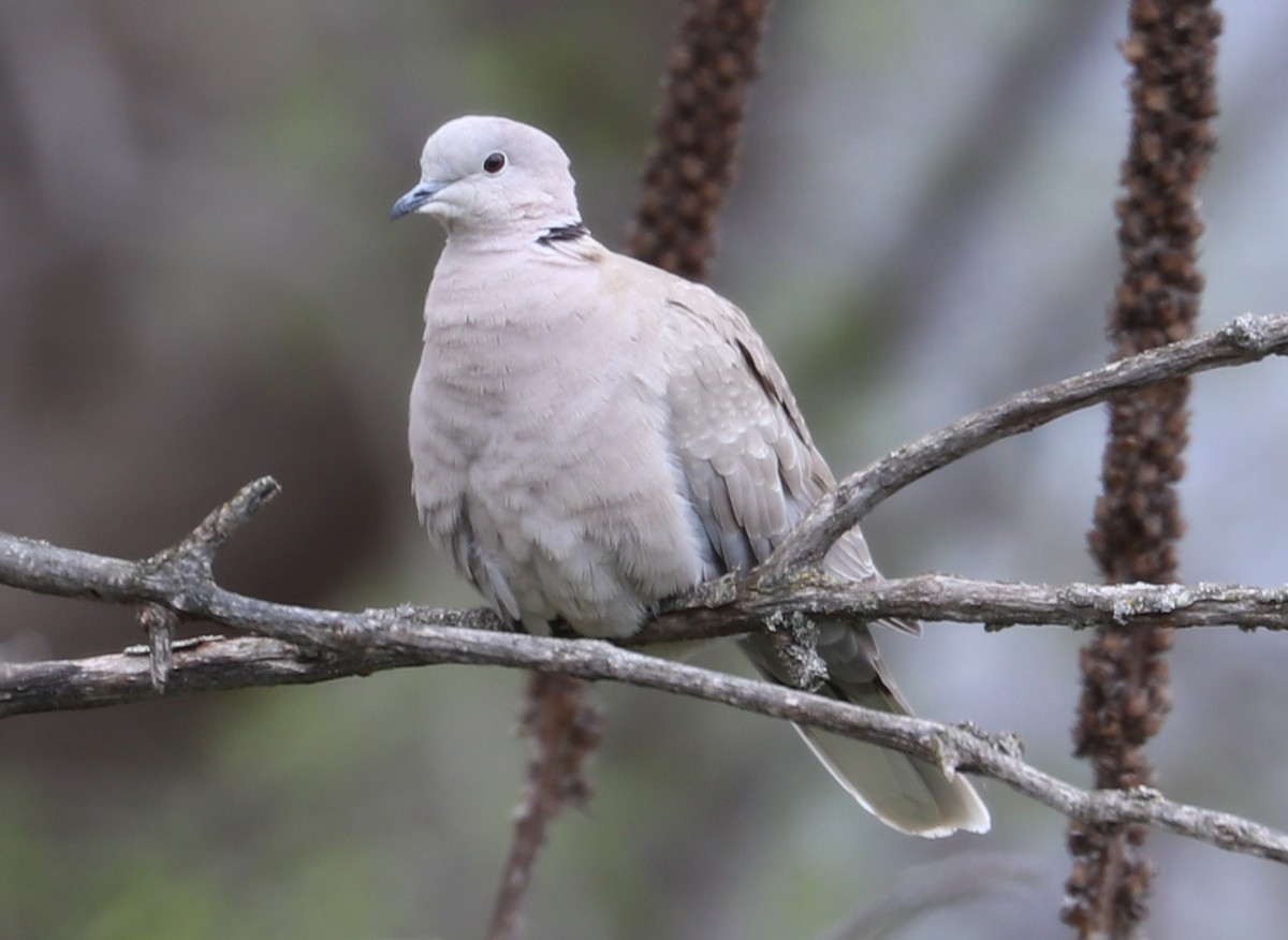 Eurasian Collared-Dove - ML334341881