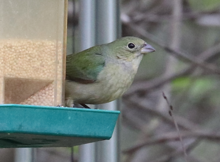 Painted Bunting - ML334342011
