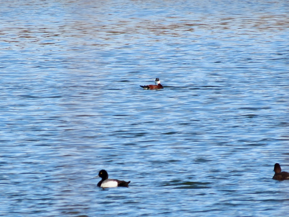 Greater Scaup - ML334343141