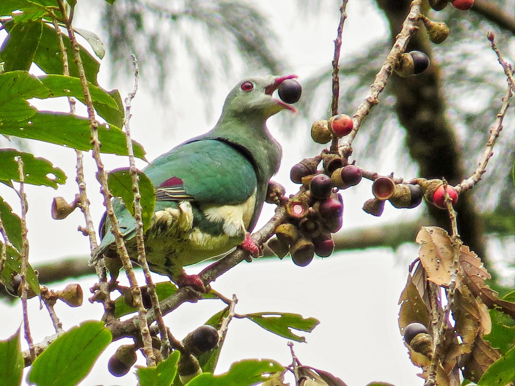Cream-breasted Fruit-Dove - George Inocencio