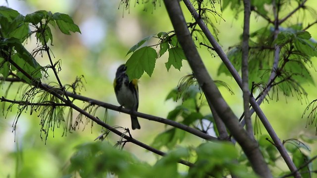 Yellow-rumped Warbler (Myrtle) - ML334344911