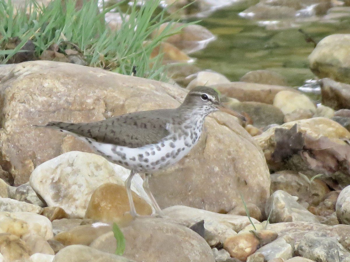 Spotted Sandpiper - George Poscover
