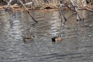 Blue-winged Teal, ML334349041