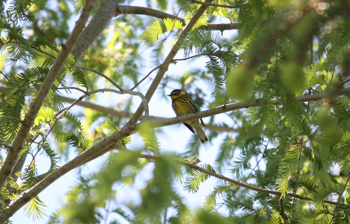 Cape May Warbler - ML334349491