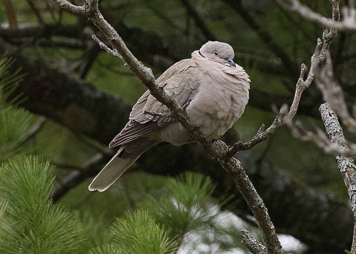 Eurasian Collared-Dove - ML334350811
