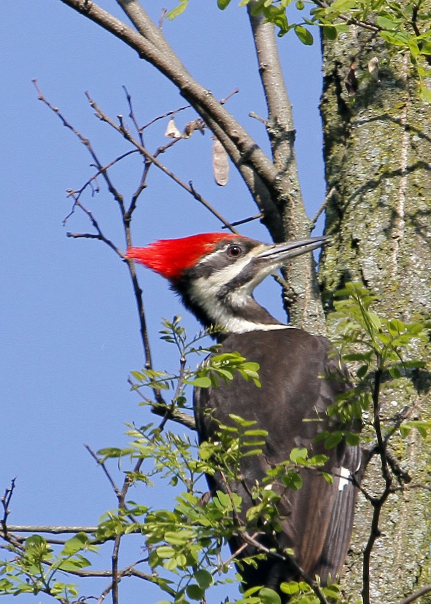Pileated Woodpecker - ML334357771