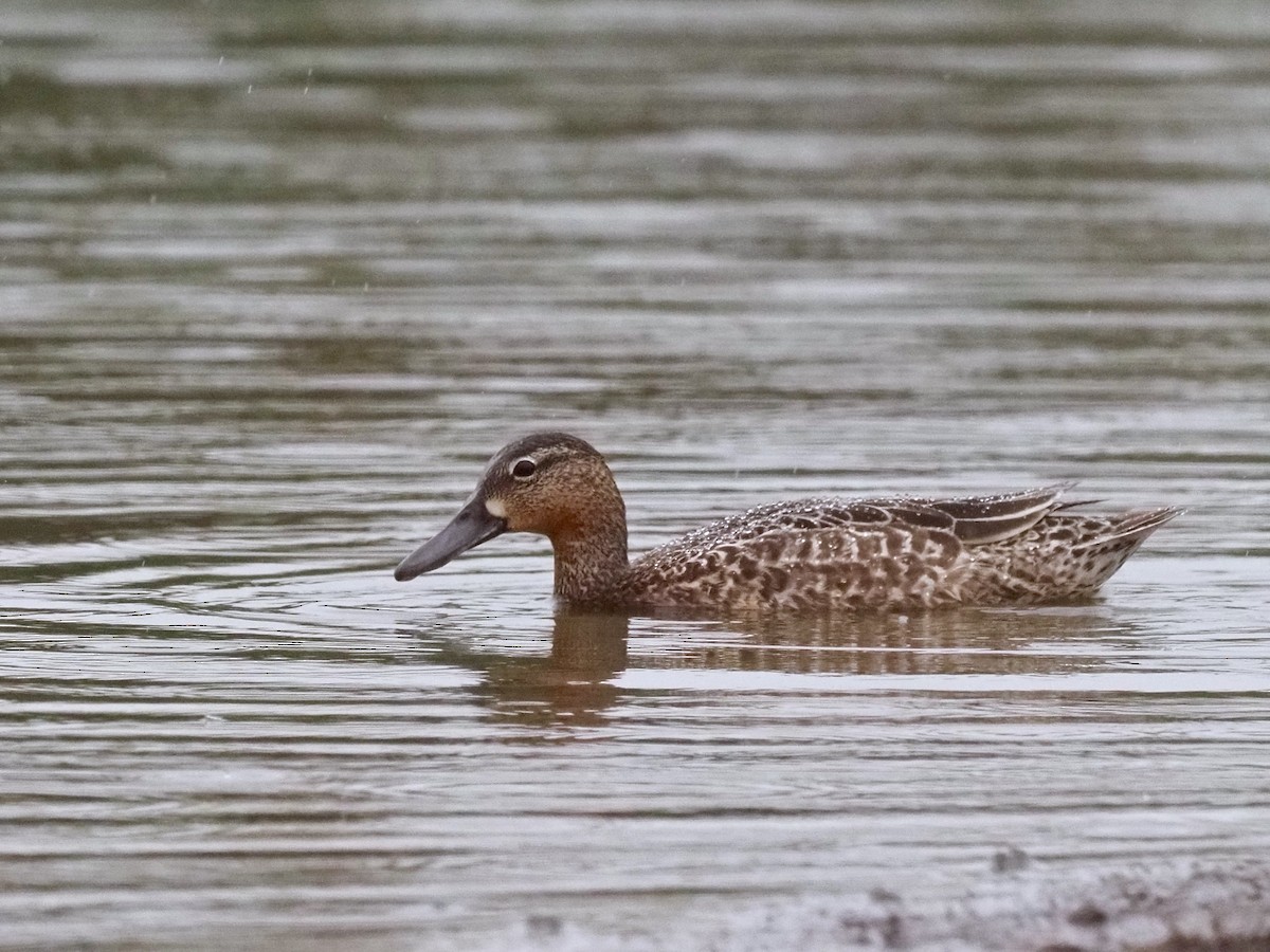 Blue-winged Teal - Gabriel Willow