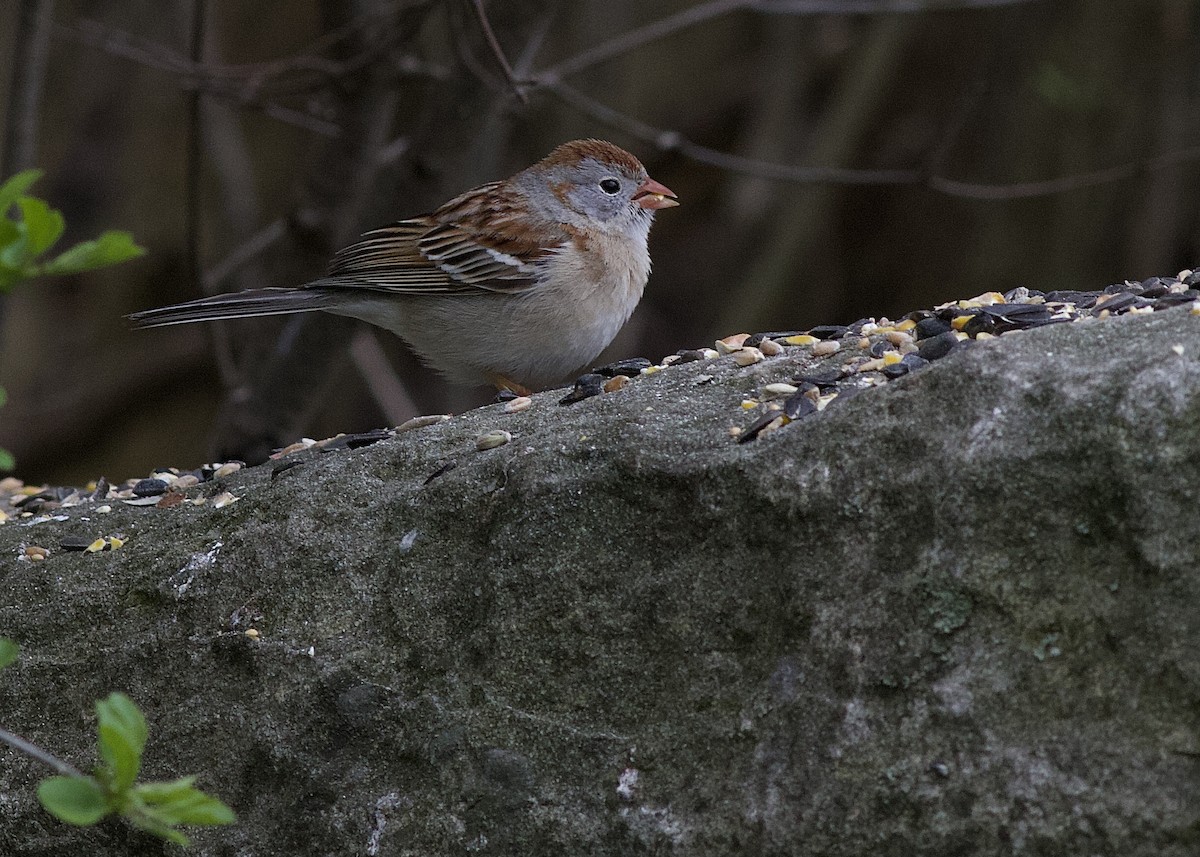 Field Sparrow - ML334361231