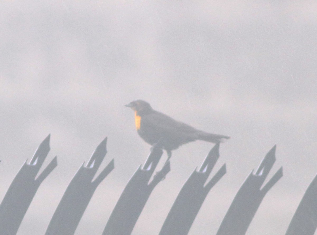 Yellow-headed Blackbird - Geoffrey A. Williamson