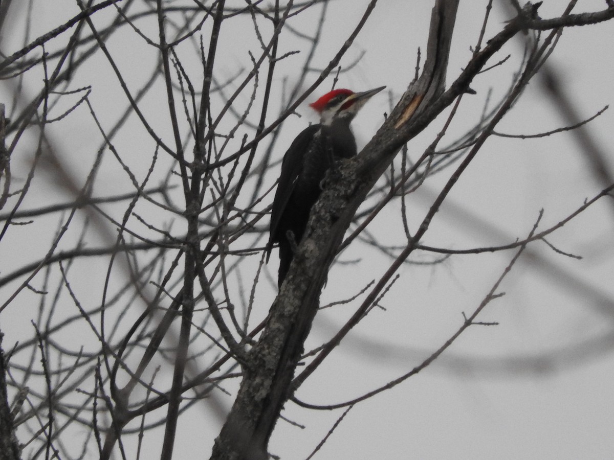 Pileated Woodpecker - ML334381861