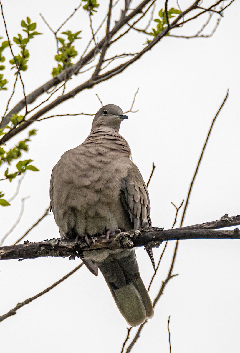 Eurasian Collared-Dove - Matt M.