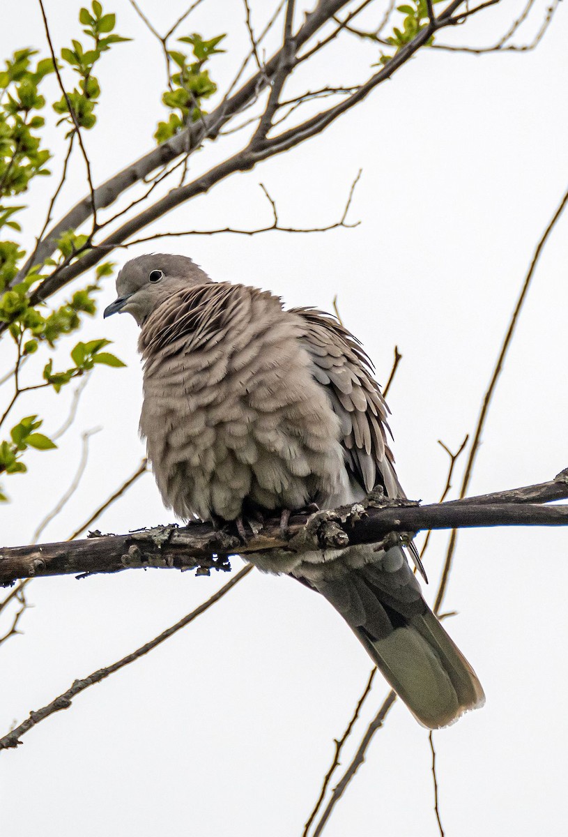 Eurasian Collared-Dove - Matt M.