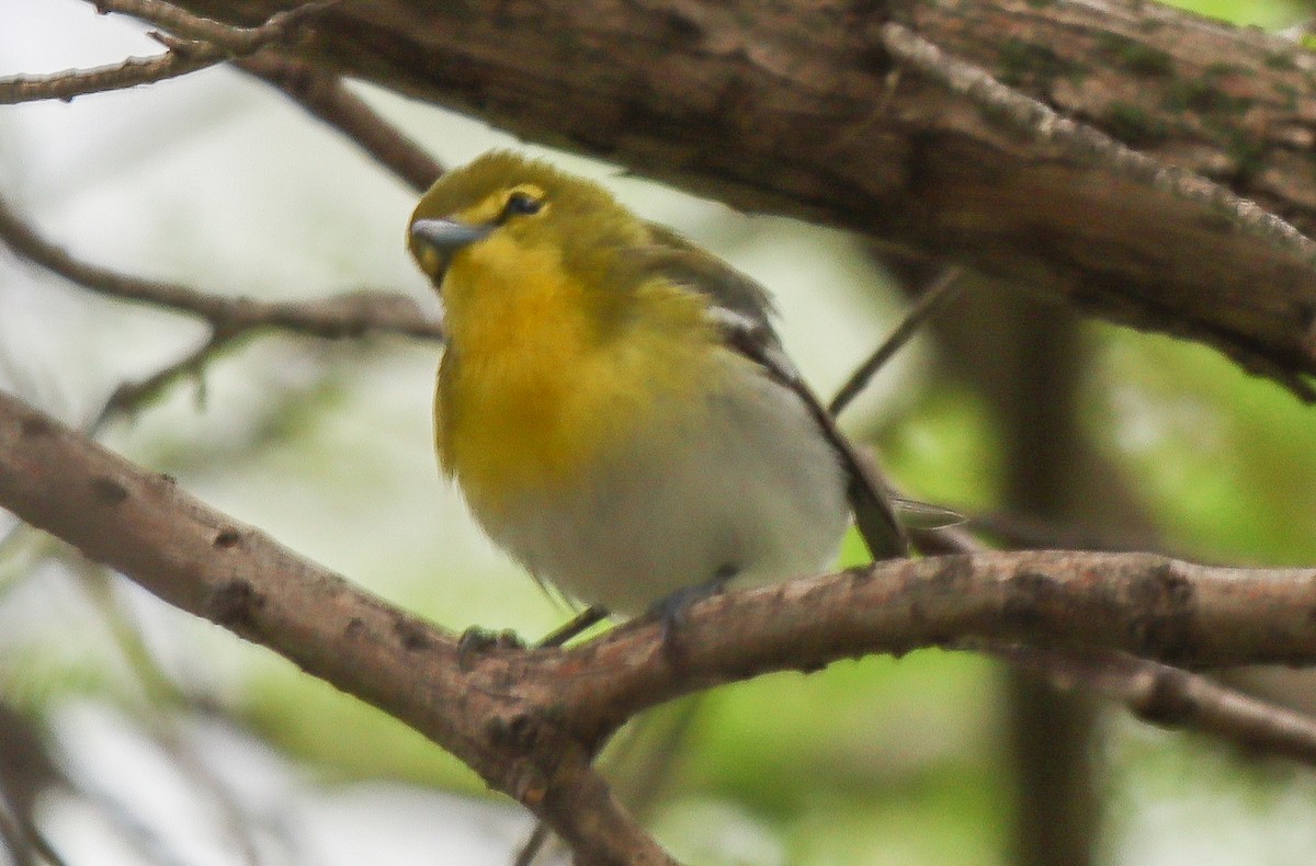 Yellow-throated Vireo - robert bowker