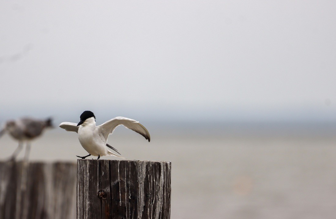 eBird Checklist 2 May 2021 Dauphin Island 5 species