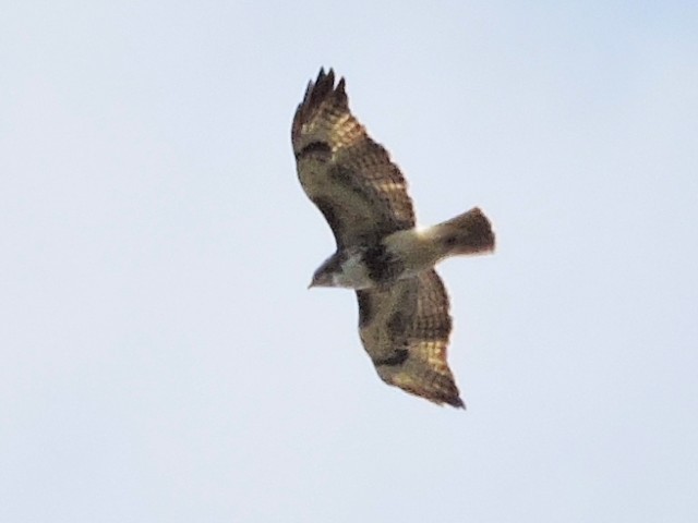 Red-tailed Hawk - ML334394281