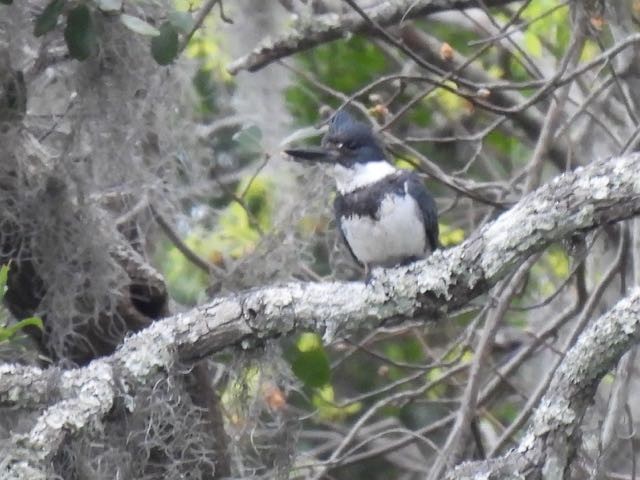 Belted Kingfisher - ML334394371