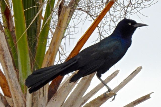 Boat-tailed Grackle - ML334394501