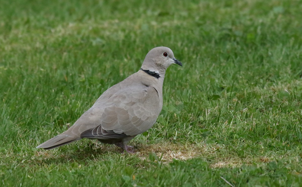 Eurasian Collared-Dove - ML334401891