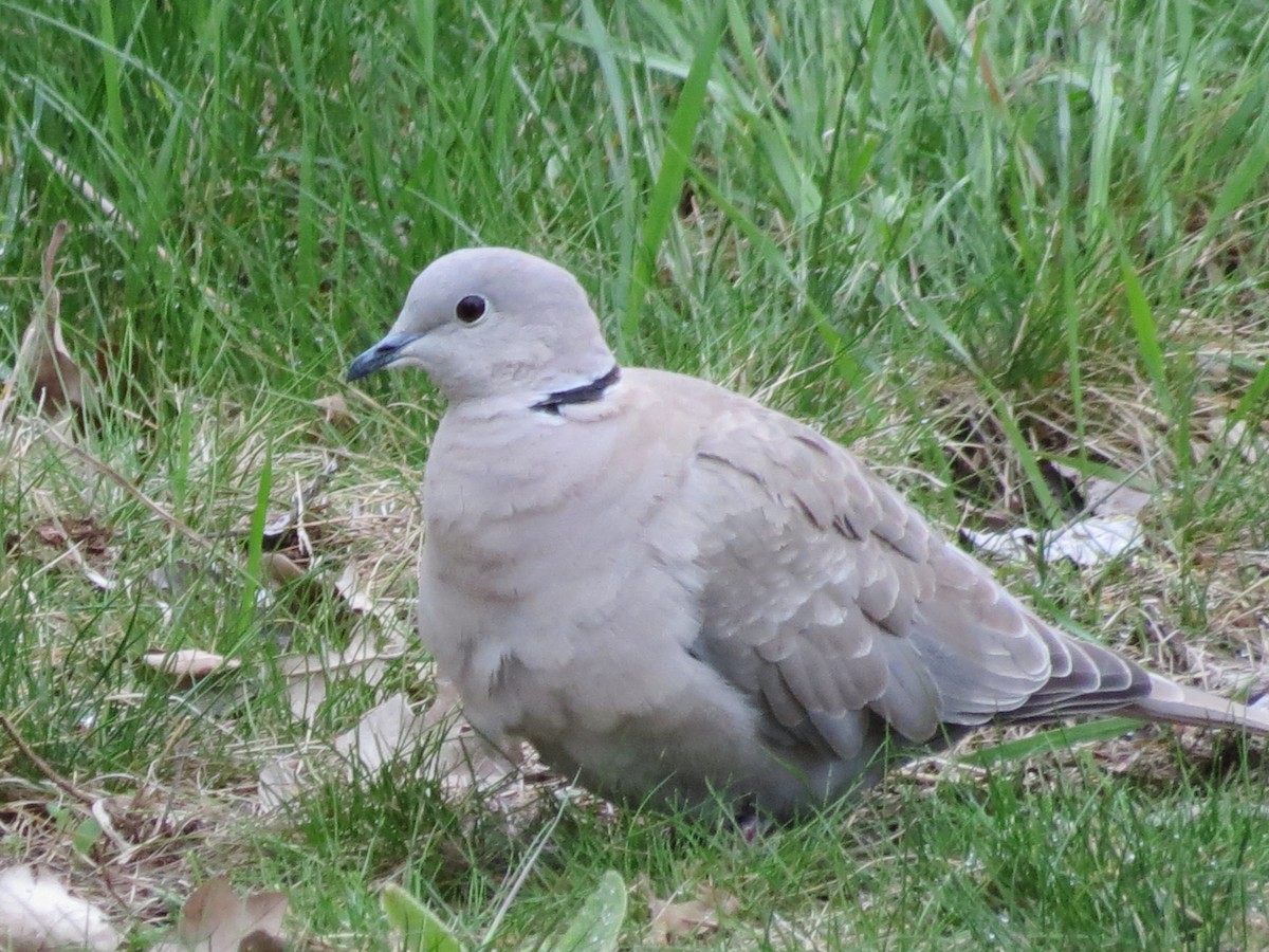 Eurasian Collared-Dove - ML334402671