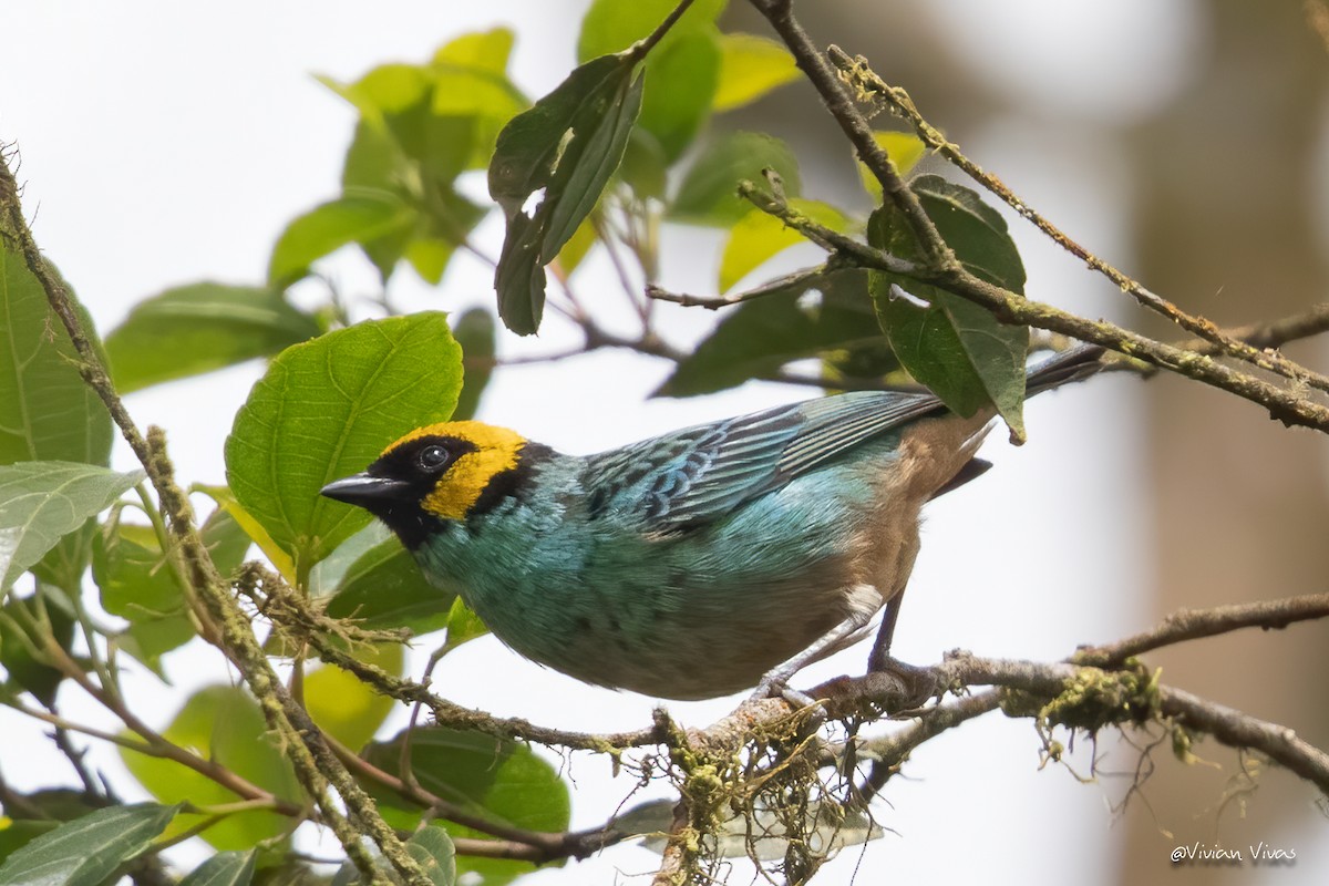 Saffron-crowned Tanager - ML334402821